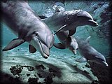 Dolphins - Are dolphins really intelligent?