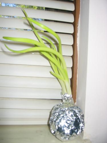 indoor plant - onion plant on my window sill