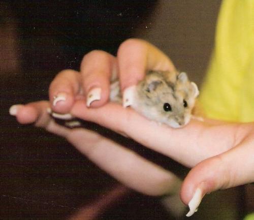 ebichuu - this is my dwarf hamster, Ebichuu. I love her.
