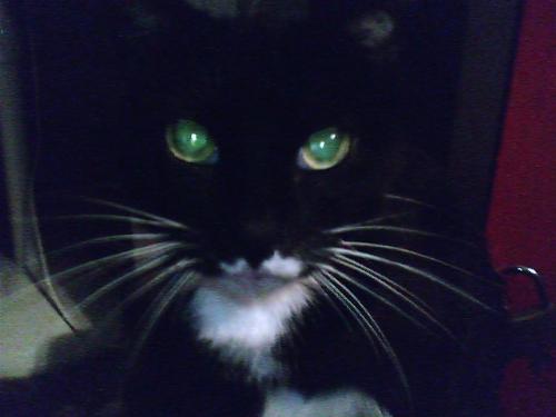 Does she understand me? This is BooBoo. - My old girl BooBoo