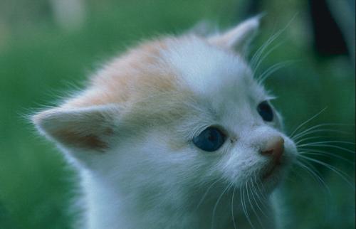 Pet - This is for who loved lovely pets