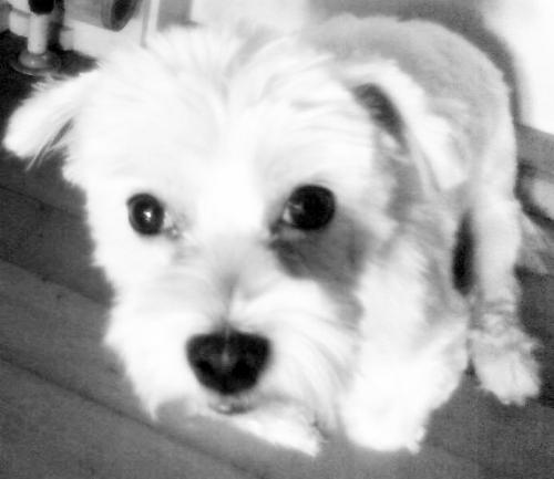 my dog - my little dog fifi, our lovely and so cute maltese