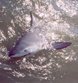 Florida Keys Bull Shark 1980 - Fly fished with 55lb lake fly line, 380lb steel trace, lure 3ft of red feather boa, 6hrs to land 284lbs. Diawa Millionare Boat rod, Penn custom master reel.