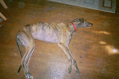 my dog mojo - this is my dog mojo. he is a retired racing greyhound and is about 3.5 years old. he sleeps all day and can eat dinner in under 30 seconds!!