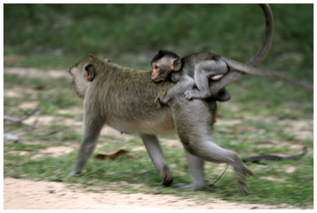 monkey with its kid - here is the monkey in the temples of Ankorwat at cambodia.