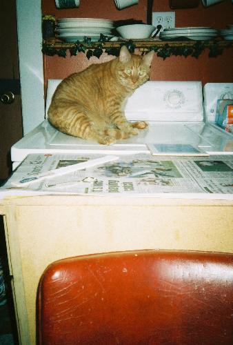 Tigger - orange cat