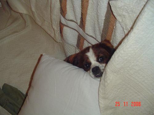 Here you can see my little dog,Gupitza - In this picture you can see my little puppy,Gupitza.He likes very much kids,and he is very funny.He is only 6 months old in this photo.I found him on the street.He was alone and ill.He likes to sleep with me and with my boyfriend,and we,both,feel calm when he is with us.