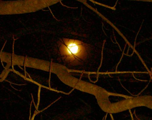 January Full Moon - The full moon keeps me awake, so I decided to go outside and photograph it. This was taken in my driveway in Jan. 2007