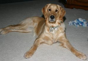 Golden Retriever - A 2 year old Golden Retriever. It is so precious.