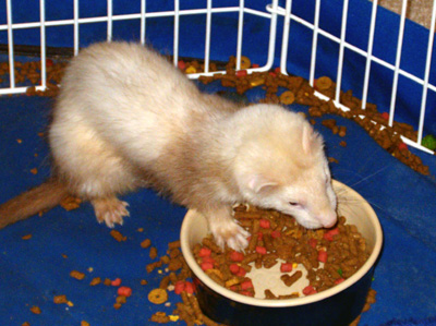 Chinook - This is Chinook at 2 months. got him a week after getting Shayla