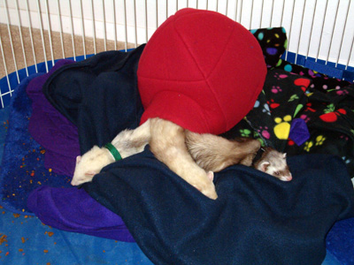 Sleeping - This is all 3, from left to right. Shayla, Chinook, and Charisse