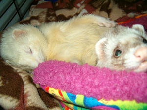 Sharky and Charisse - This is Sharky and Charisse just a couple days before our sweet little Sharky died. We will forever miss and love you little buddy