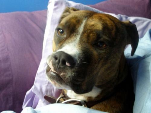 My sweet Pit Bull, Jorda - She is my sweet girl, chilling out in my bed.