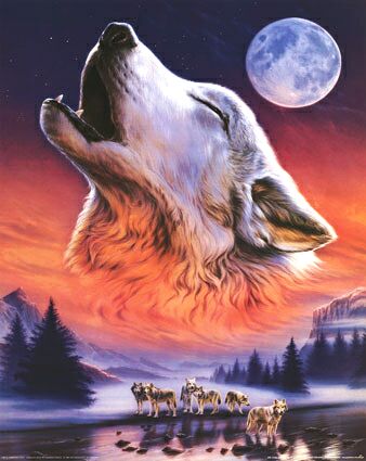 wolfs - nice wolf