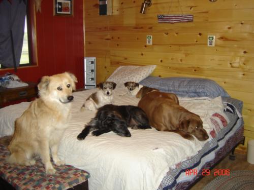 My pups - from left to right....Molly, Jada, Lexie and in the back...Shelly and Penny