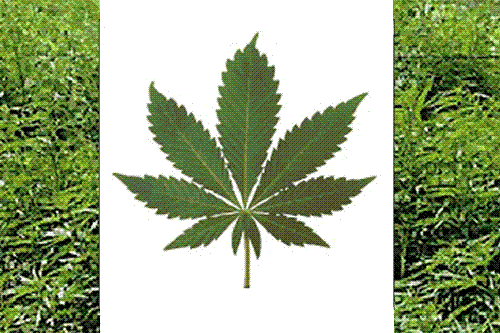 Cannabis Flag - A recreation of the Canadian flag with a cannabis field as the bars and a cannabis leaf as the leaf