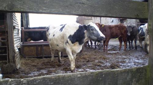 Animals - A yard of cows we passed while out walking