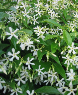 jasmine - star jasmine