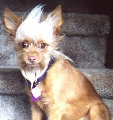 Bad hair days! - We all have bad hair days.. Even animals do! It's how you cope with them that matters at the end of the day! . .