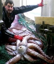 giant squid - giant squid captured in new zealand