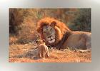 Live a life of Lion - I like it do you like this