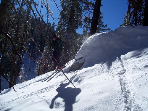 Skiing  - North Bowl trees at Heavenly