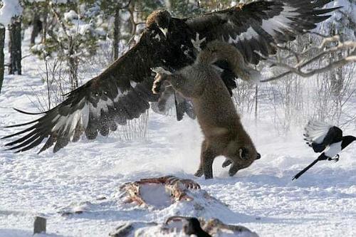 eagle vs wolf - eagle can be very dangeroous , they can even pick up the wolf on its clwas and fly if u belive its fine if not see for the pic