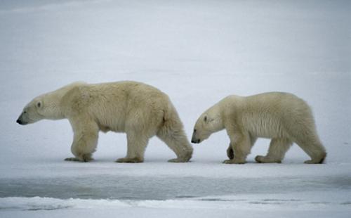 bears - beautifull