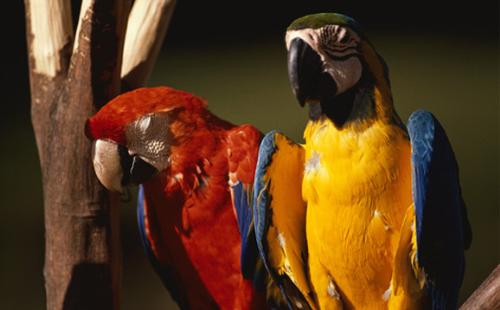 love - birds