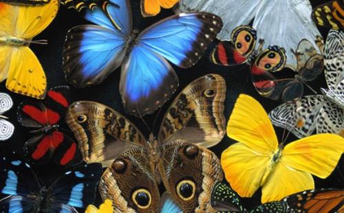 butterflies - colourful