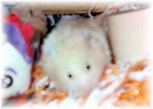 hamster - pet hamster