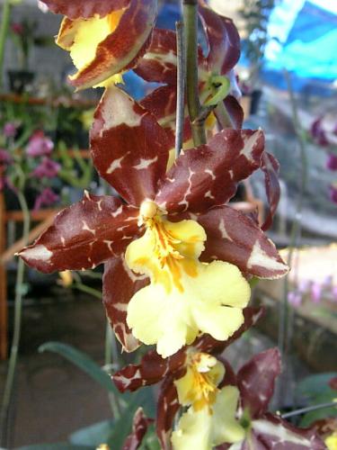 orchid - I like this exotic flower