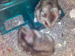 Living Together - Two hamsters checking out one another.