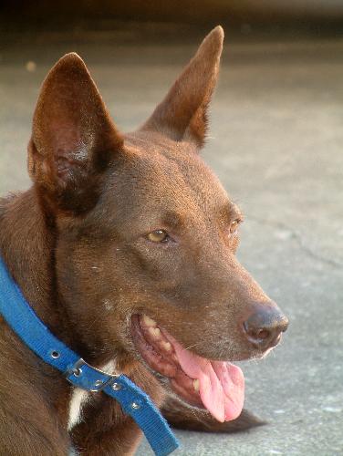Sable face shot - This is Sable my half Lab half Sheperd. She's about 4.5yrs old. Chocolate brown with hazel eyes. My bestest dog ever.