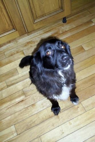 What is this dog's breed? - We think our 4 year old dog is a border collie-spanial mix. He was found on the street at aprox. 8 weeks of age and we have no further background on him. Tempermentally he loves to retrieve, but doesn't really care for the water. He is prone to dreadlocks.