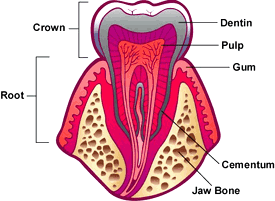 tooth - Tooth structure of a human being
