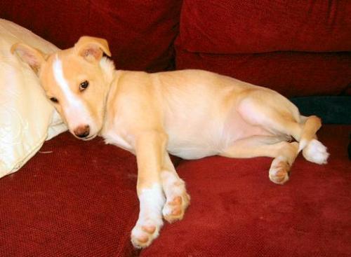 Little Willie! - This is Willow a cross Staffordshire Terrier/Lurcher. She's better known a Willie!