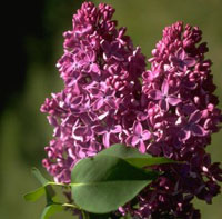 Lilacs - Photo of my very fave flowers!