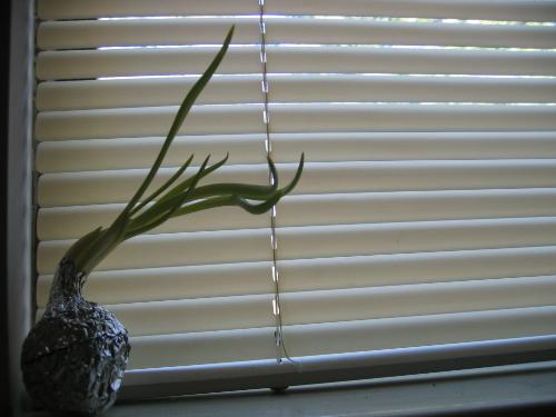 plant on my window sill - an onion plant