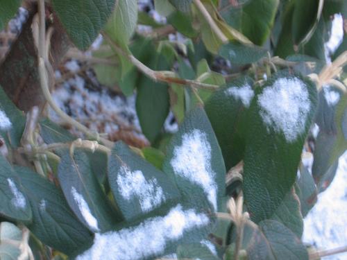 snow on plant - First snow on a plant