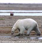 Global Warming-Polar bears threatened - polar bears threatened by record thaw across the arctic