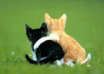 Friends - Friendship, kitten, pets, cat, 