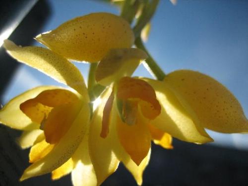simplicity - To me, simplicity is a great way to exemplify beauty. These yellow orchids are stunning to look at. It's a beautiful picture.