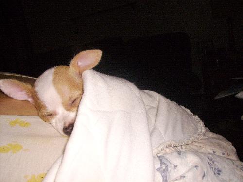 Our baby sleeping - can you imagine the terror of the lab? LOL Our baby sleeping - can you imagine the terror of the lab? LOL