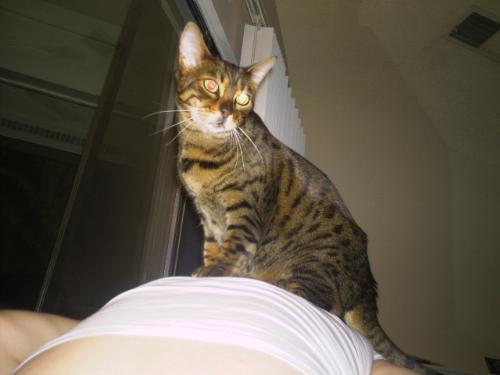 Bengal Proud - This is a photo of my Bengal cat, kashi. Here she is showing who is master by standing on the back of a human.