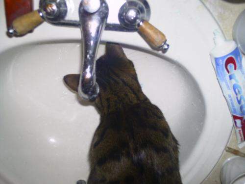 Bengal Cat Drinking - Bengal cats love water. Running water is about all my cat will drink. This is a five year old bengal drinking from the sink.   A bengal cat is a cat that is bred from the asian leopard cat.