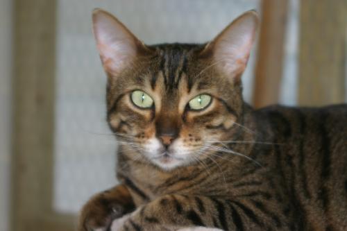 bengal Cat face - This is the face of a bengal cat. Notice the pronounced nose, larger ears, and green eyes. These are traits of the breed.