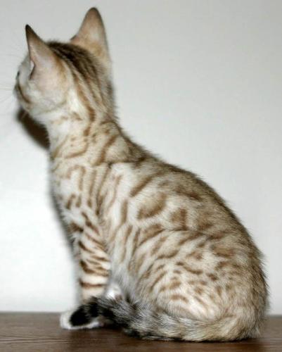 bengal kitten - This is a white/brown rosetted purebred Bengal kitten. Notice the two colors in the spots. This is a highly desirable trait in a Bengal.