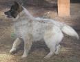 Jack - This is Jack our affectionate big galoof of a baby! He is Husky with German Shepherd mix, and simply a joy - but so destructive on dog houses!