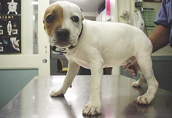 Van - Look at this adorable little puppy! I want him. 